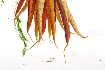 Fresh heirloom rainbow carrots hanging on white background