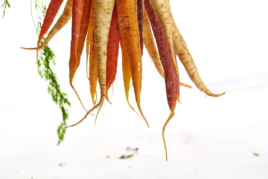 Fresh heirloom rainbow carrots hanging on white background