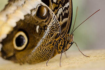Macro Close-Up of Owl Butterfly on Wooden Surface
