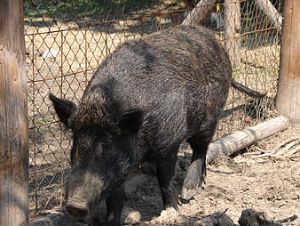 Wild Boar in Outdoor Enclosure