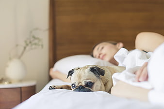 Cute Pug Sleeping in Bed with Woman