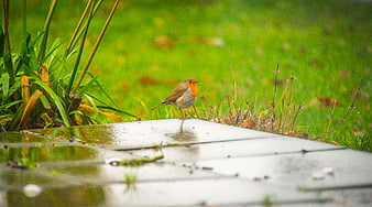 European Robin on Wet Wooden Deck in Garden