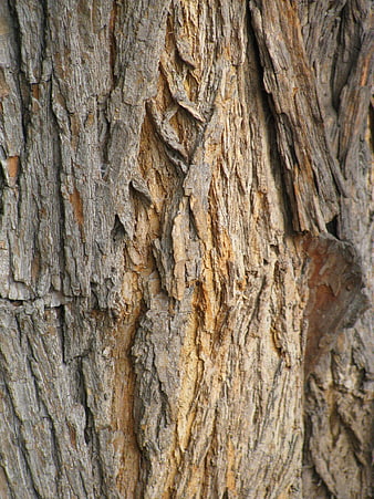 Close-up of rough textured tree bark with natural wood grain