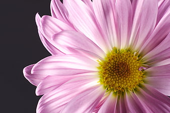 Close-up of a pink chrysanthemum flower on dark background