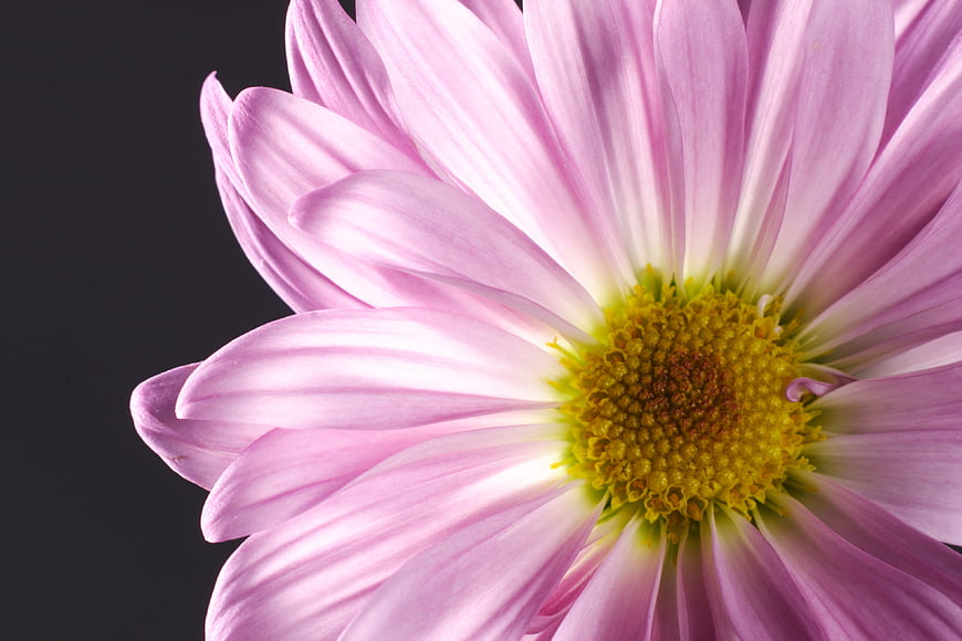 Close-up of a pink chrysanthemum flower on dark background