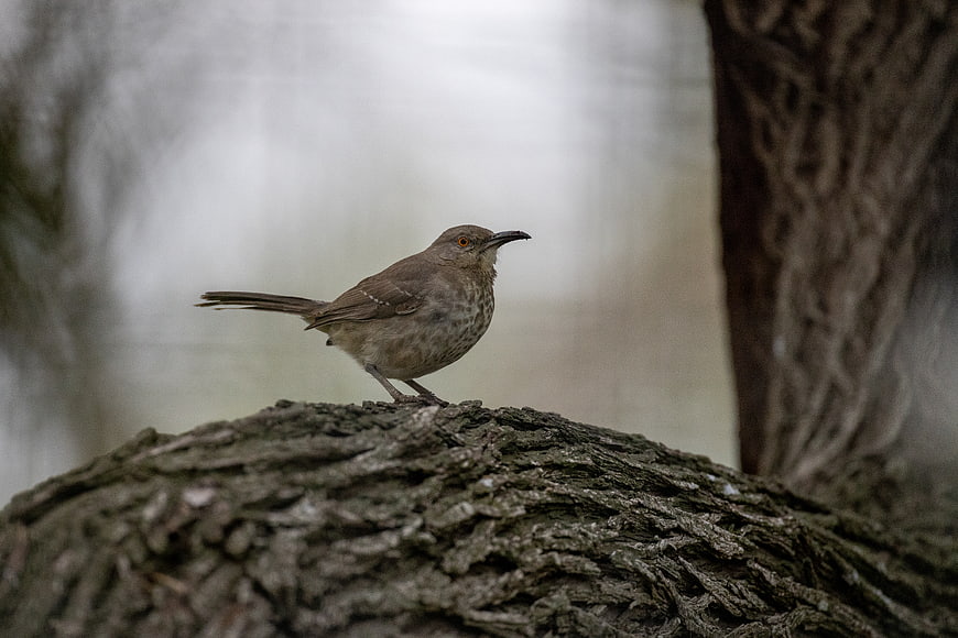 Brown Thrasher Bird Perched on Tree Branch