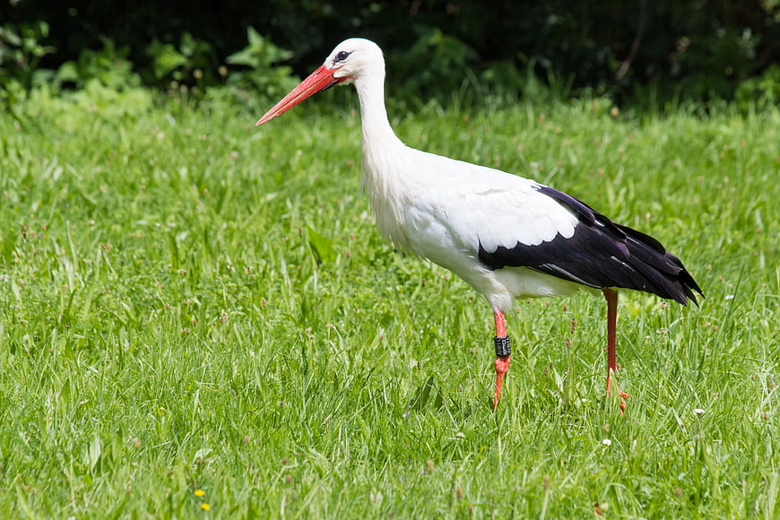 White Stork with Leg Band Standing in Green Grass