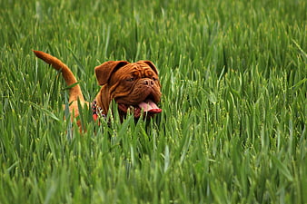 Brown Dog Panting in Tall Green Wheat Field