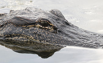 Close-up of alligator eye and snout in water