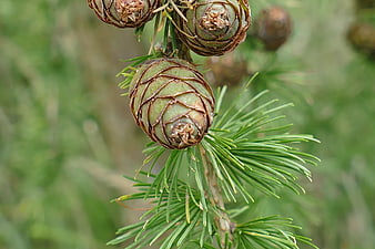 Close-up of green larch cones on a branch with needles
