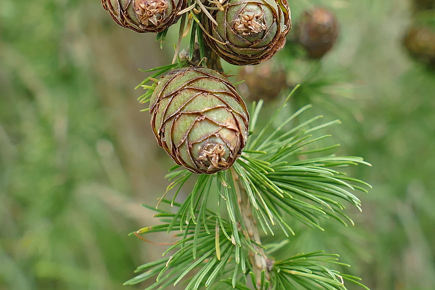 Close-up of green larch cones on a branch with needles