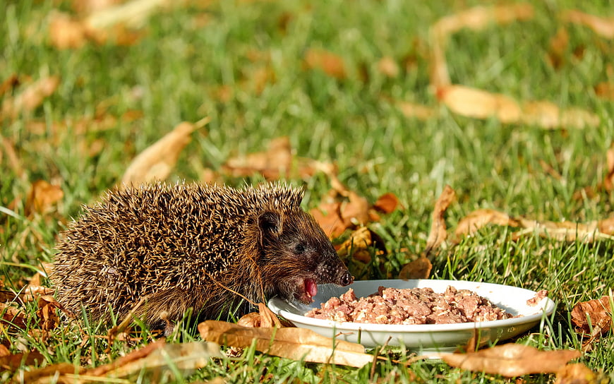 Hedgehog Eating Meat from White Plate on Autumn Grass