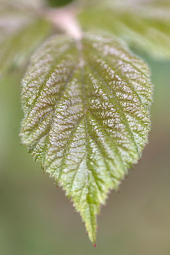 Macro shot of a green leaf with white powdery mildew texture