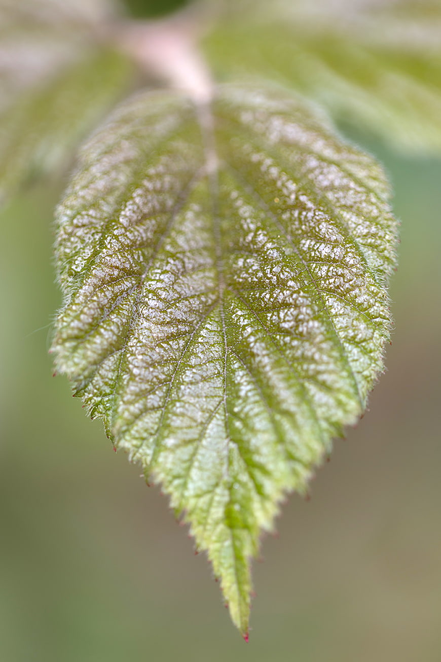 Macro shot of a green leaf with white powdery mildew texture