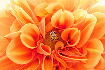 Close-up of a ladybug on a vibrant orange dahlia flower