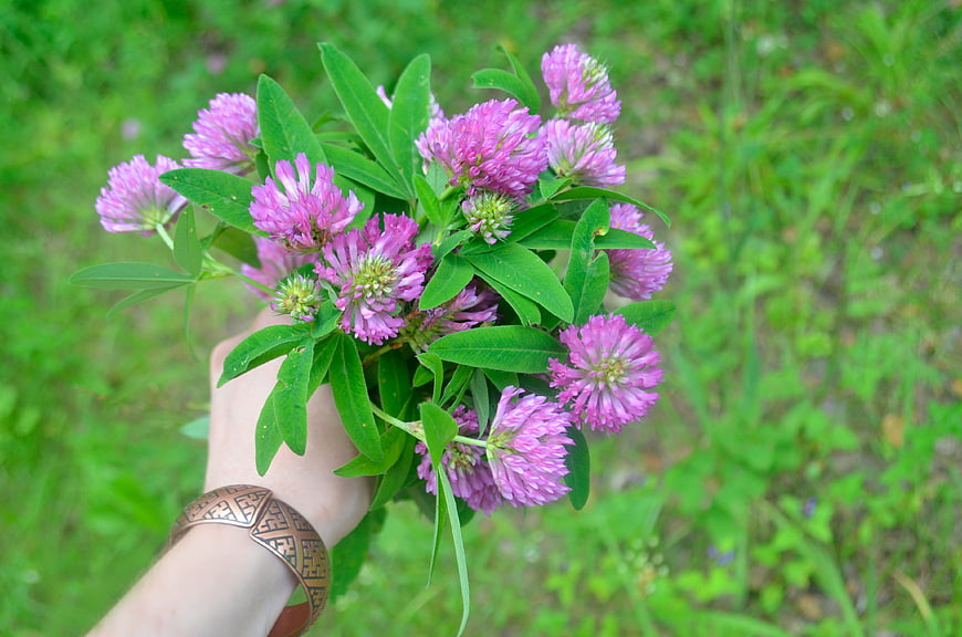 Hand holding bouquet of pink clover flowers in green field
