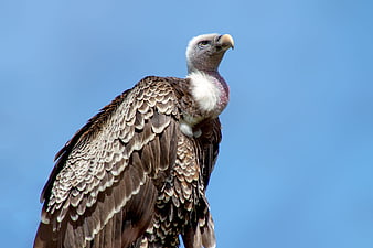 Close-up of a Griffon Vulture Against Blue Sky