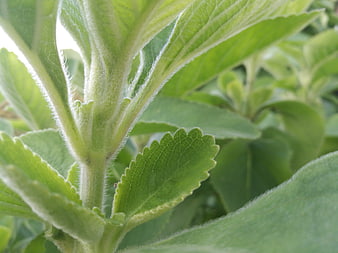 Close-up of fuzzy green plant stem and leaves