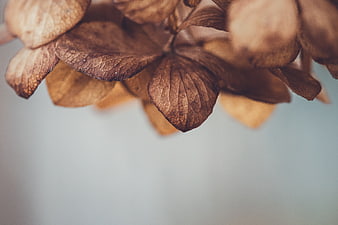 Dried brown hydrangea leaves with large negative space