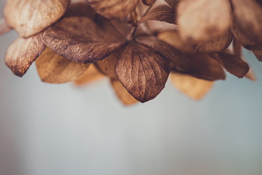 Dried brown hydrangea leaves with large negative space