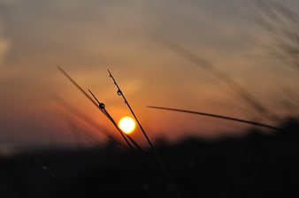 Silhouette of grass blades with dew drops against sunset