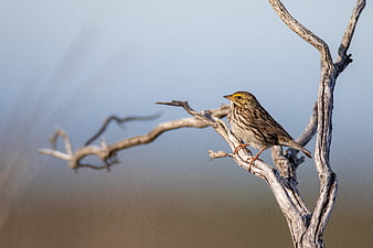 Small Yellow Bird Perched on Dry Branch