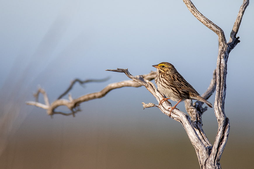 Small Yellow Bird Perched on Dry Branch
