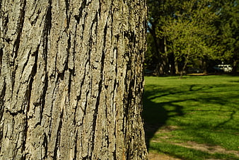 Close-up of textured tree bark with blurred park background