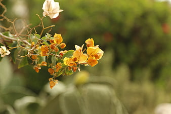Close-up of yellow bougainvillea flowers on a branch