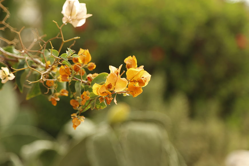 Close-up of yellow bougainvillea flowers on a branch