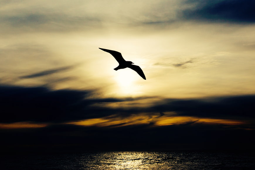 Silhouette of Bird Flying Over Ocean at Sunset