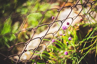 Purple wildflowers blooming behind rusty chain-link fence