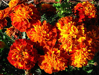 Vibrant Orange Marigold Flowers in Sunlight