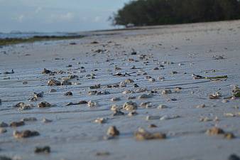 Low angle view of wet sandy beach with scattered shells and stones
