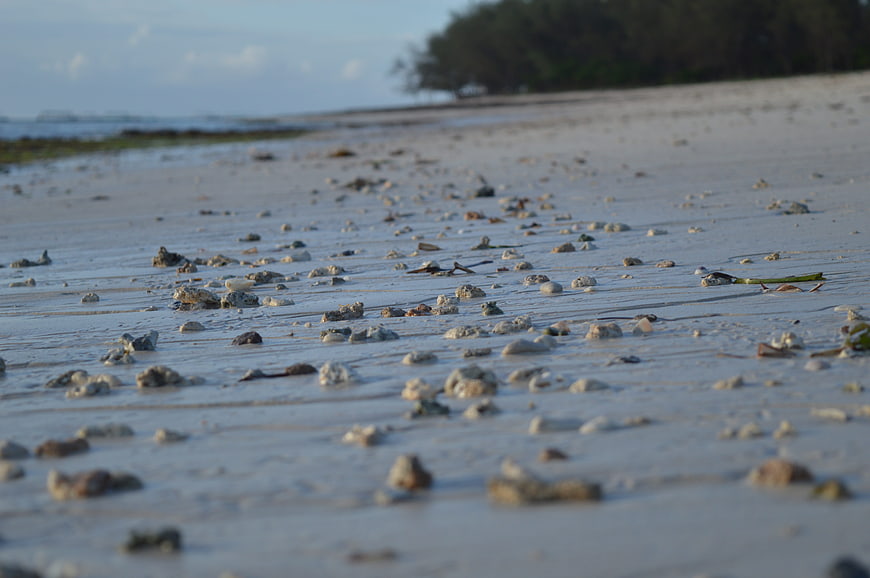 Low angle view of wet sandy beach with scattered shells and stones