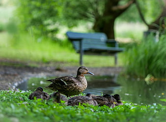 Mother Duck and Ducklings Resting by a Park Pond