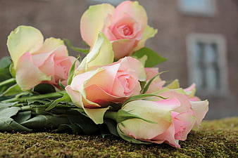 Pink and cream roses lying on a mossy surface with a blurred building background