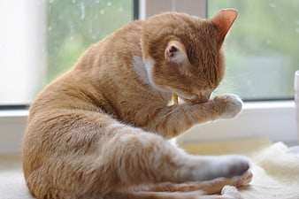 Orange Tabby Cat Grooming by Window