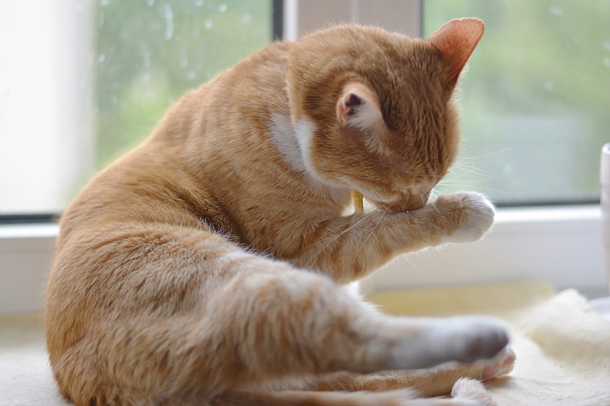 Orange Tabby Cat Grooming by Window
