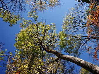 Low angle view of tall trees against blue sky in autumn