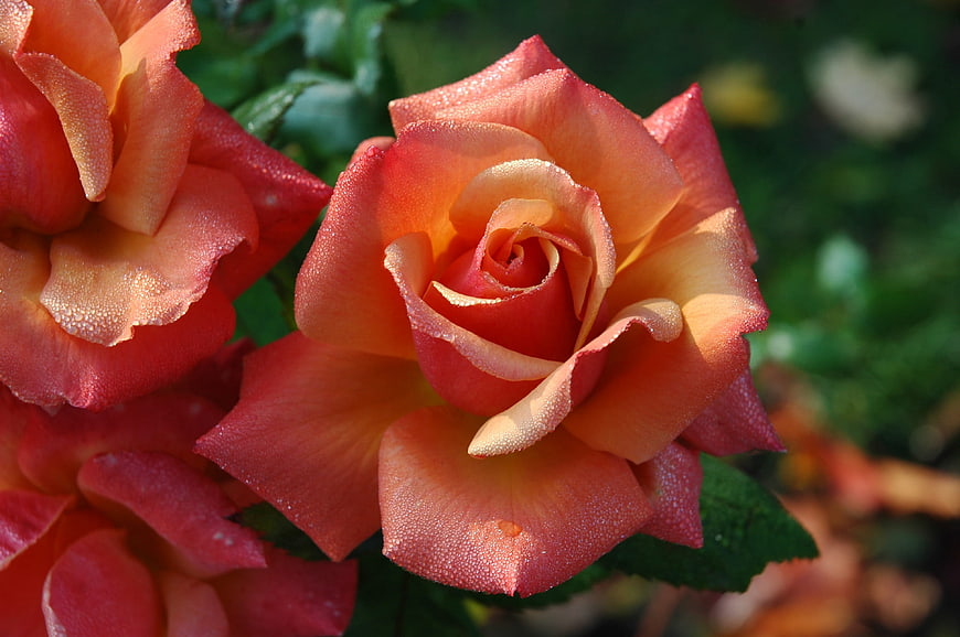 Close-up of vibrant orange rose with morning dew drops