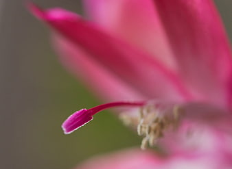 Macro Close-Up of Pink Cactus Flower Stamen
