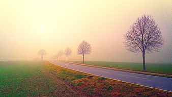 Foggy Country Road with Trees at Dawn