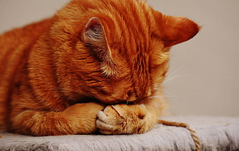Sleeping Orange Tabby Cat with Paws Over Face