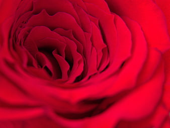 Macro Close-Up of Vibrant Red Rose Petals