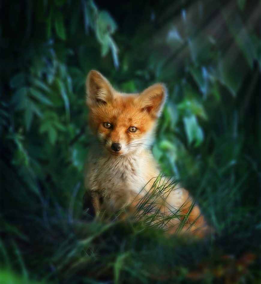 Cute Red Fox Cub Sitting in Green Forest Undergrowth