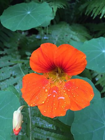 Vibrant Orange Nasturtium Flower with Water Droplets