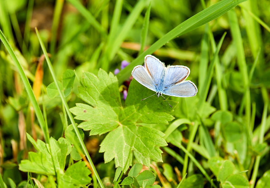 Blue butterfly resting on green leaf in grassy meadow
