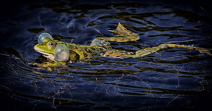 Green frog swimming in dark pond water with vocal sacs