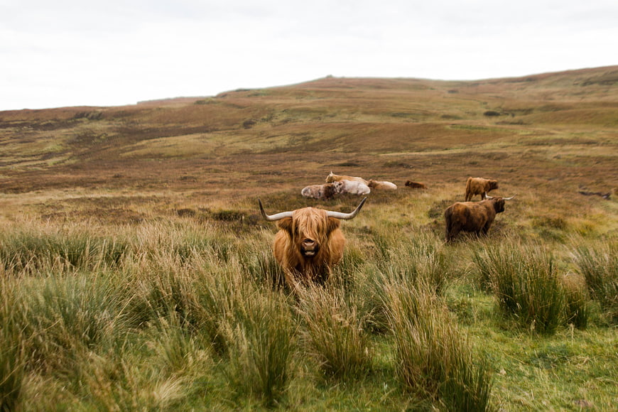 Highland Cattle Grazing in Scottish Moorland Landscape